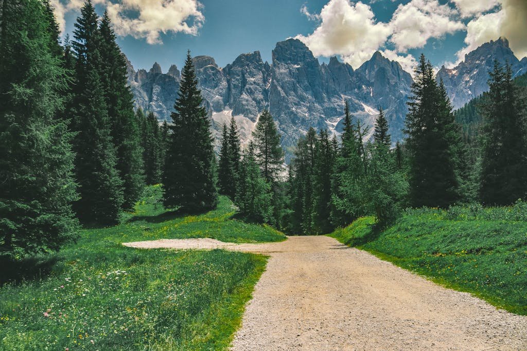 A breathtaking view of a mountainous pathway surrounded by lush pine trees under a bright summer sky.