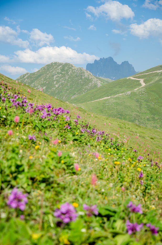 Colorful wildflowers bloom in a scenic alpine meadow with mountain backdrop under a blue sky.