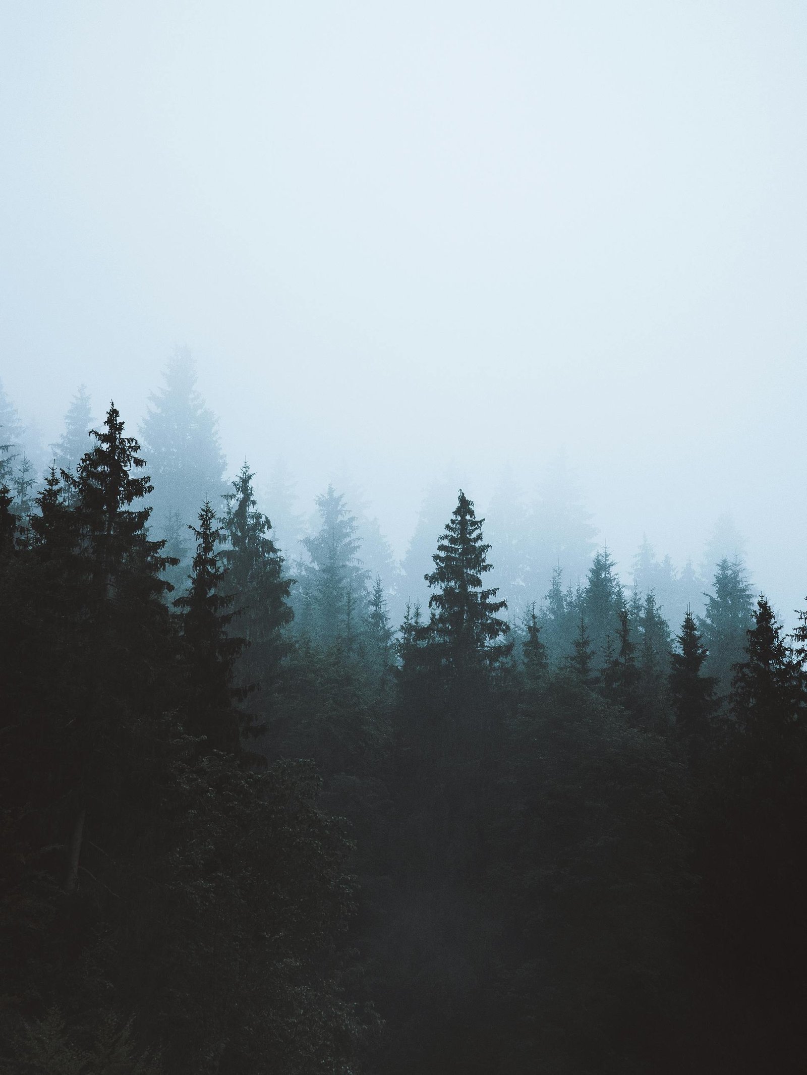 Ethereal mist envelops a serene coniferous forest in Bavaria creating a tranquil scene.