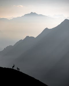 Silhouette of rams on a mountain ridge at sunrise, capturing the awe of nature in the Swiss Alps.